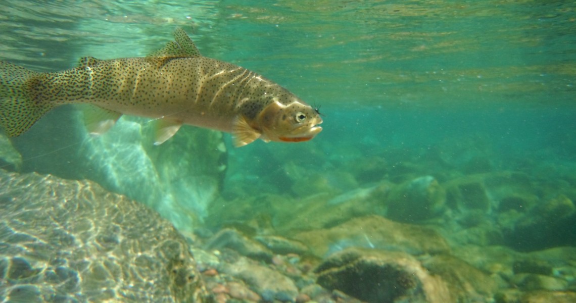 Montana Fly Fishing