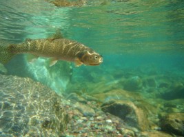 Montana Fly Fishing