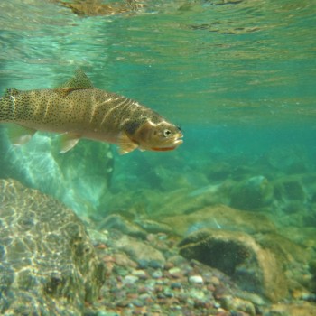 Montana Fly Fishing