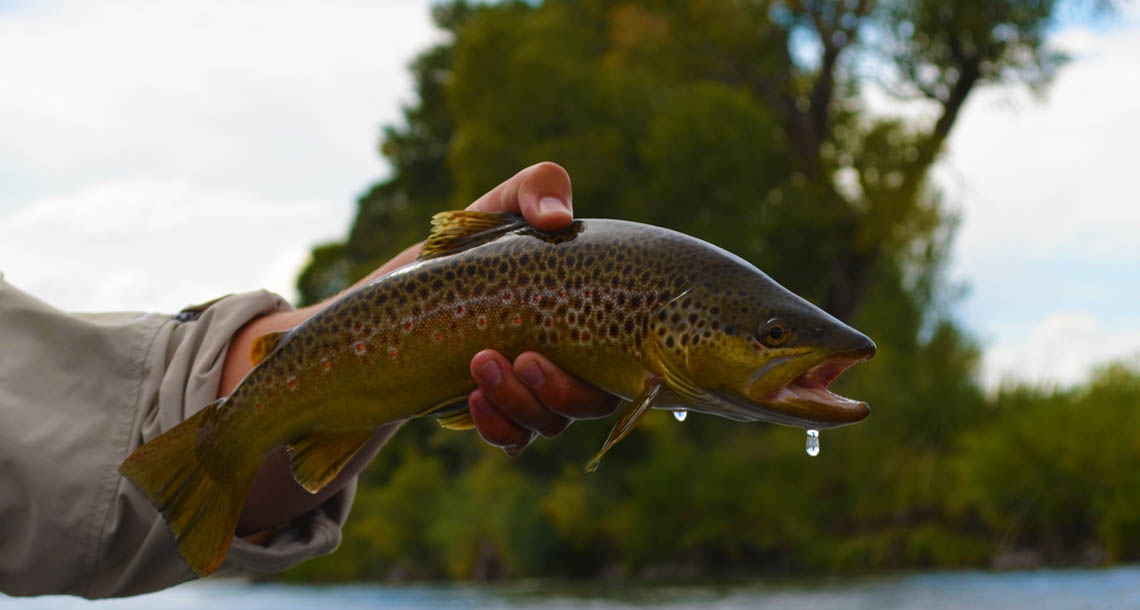 Montana-Fly-Fishing-Blackfoot-River-Brown-Trout