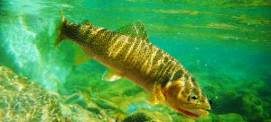 Montana Fly Fishing Rainbow Trout