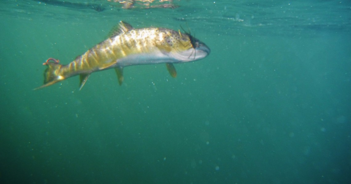 Native Montana Trout