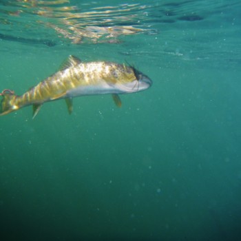 Native Montana Trout