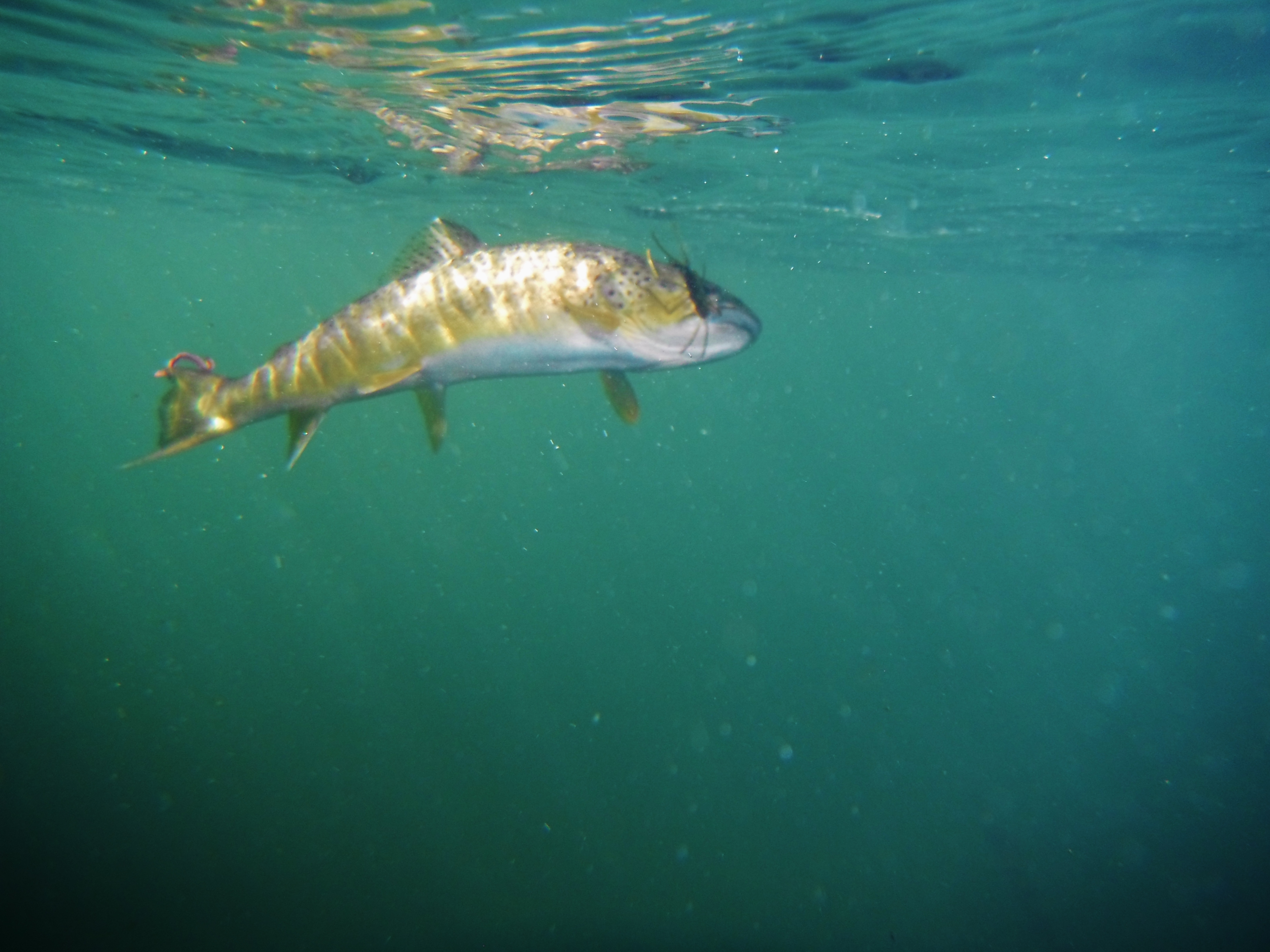 Montana Fly Fishing Reports