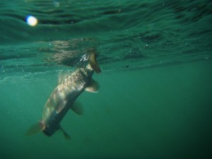 Madison River Rainbow