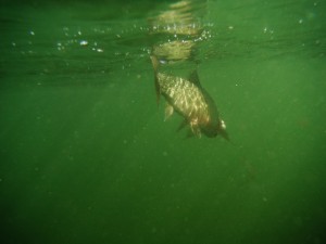 Dry Fly Fishing Montana