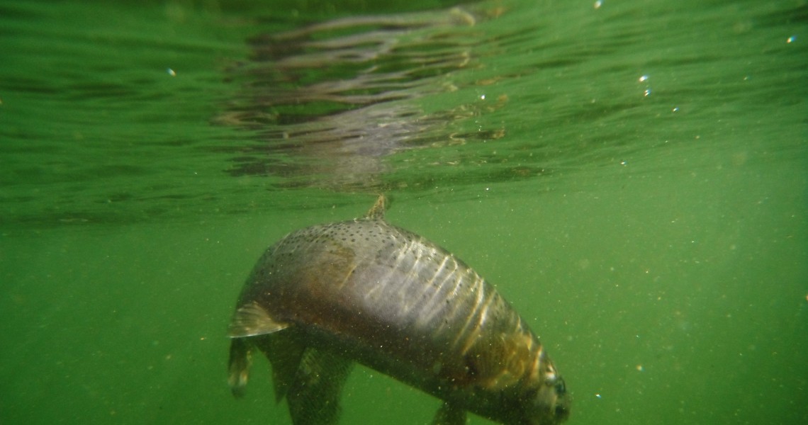 Montana Fly Fishing