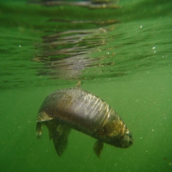 Montana Fly Fishing