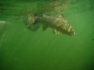 Missoula Fly Fishing