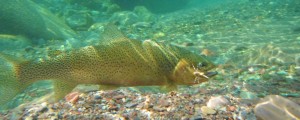 Blackfoot River Fly Fishing, Montana Fly Fishing Guides