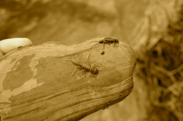 Missoula fly fishing guides